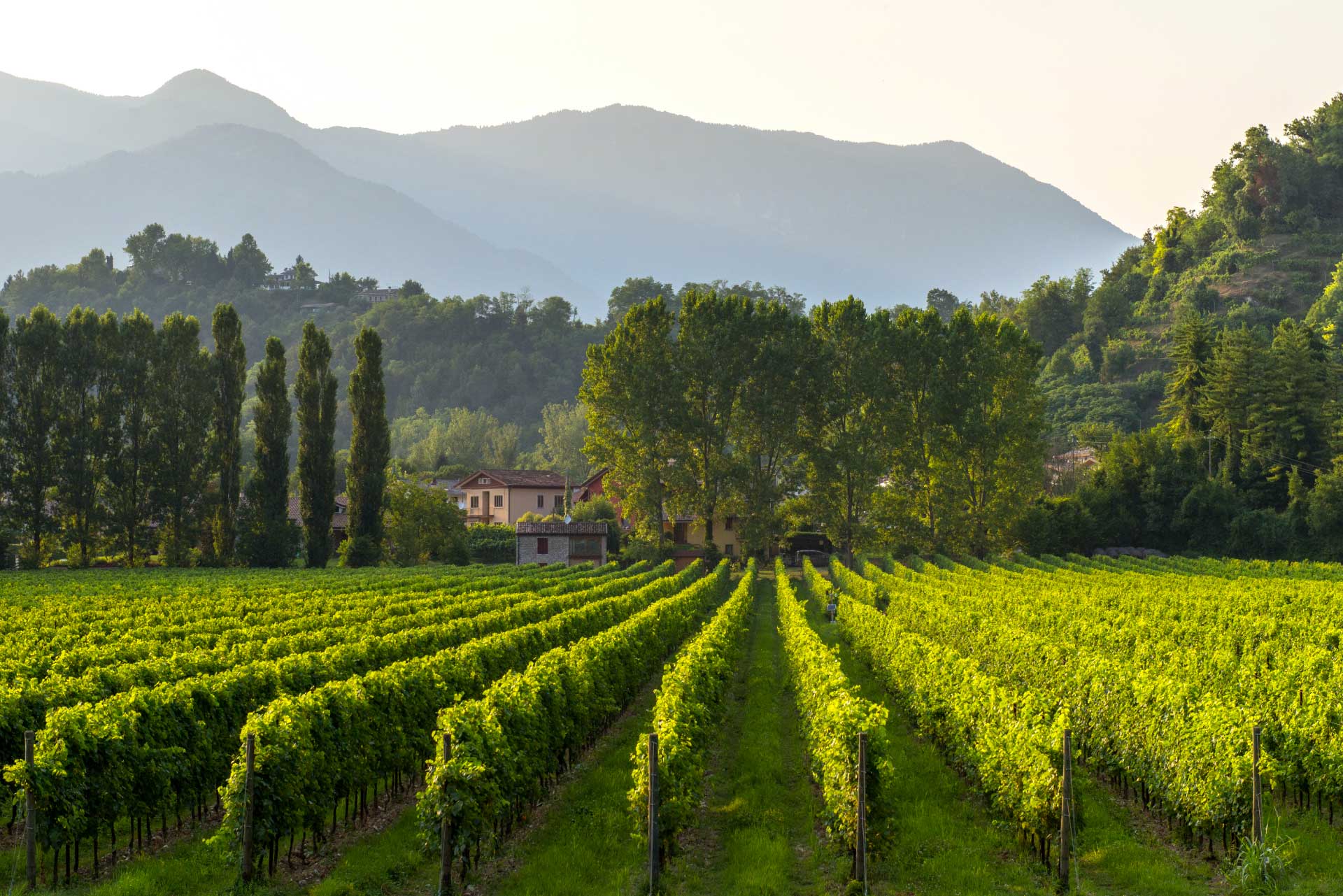 vineyard tour croatia